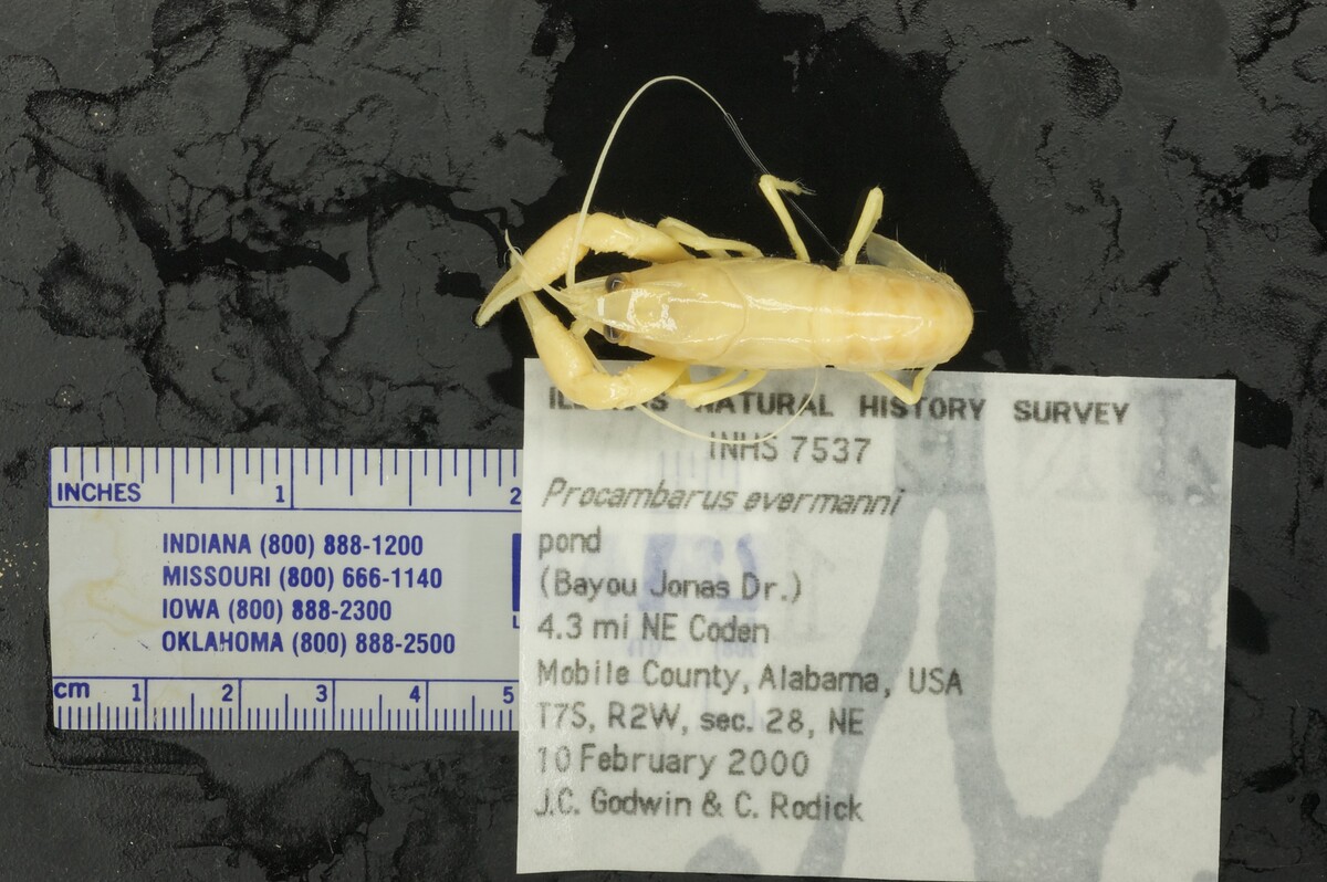 Procambarus evermanni image